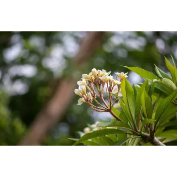  Plumeria Plant
